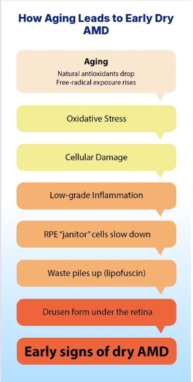 NLP7 eight-step flow chart explaining how aging leads to early dry AMD