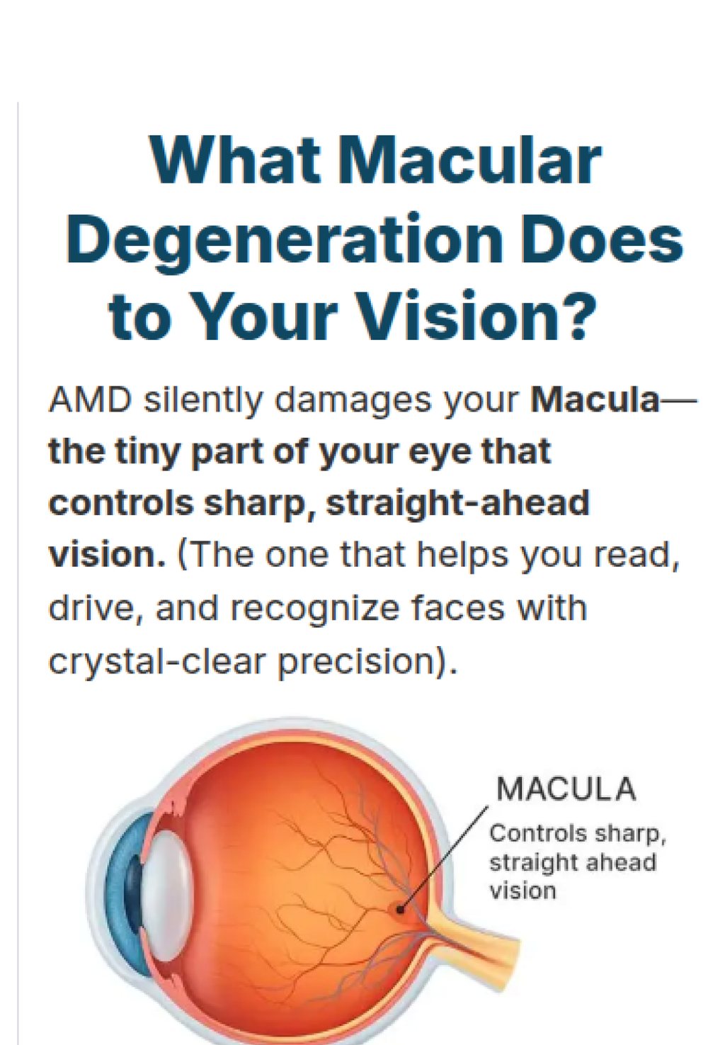 Explainer section with an anatomical illustration of the eye labelling the macula